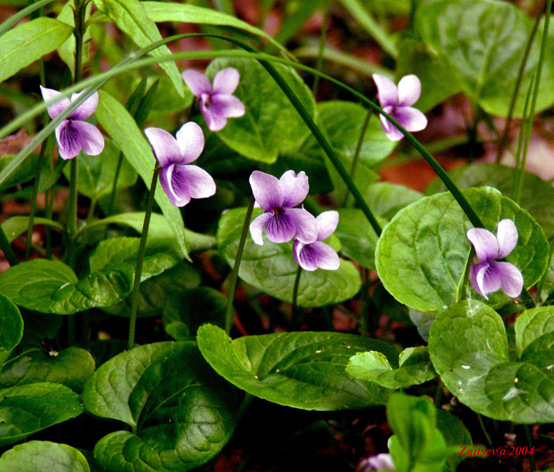 Изображение особи Viola palustris.