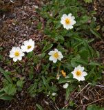 Dryas punctata. Цветущие растения. Забайкалье, хребет Кодар. 23.07.2010.