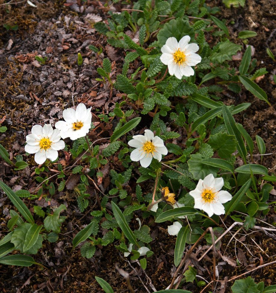 Image of Dryas punctata specimen.