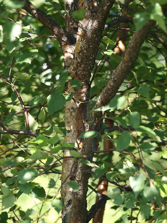 Image of genus Betula specimen.