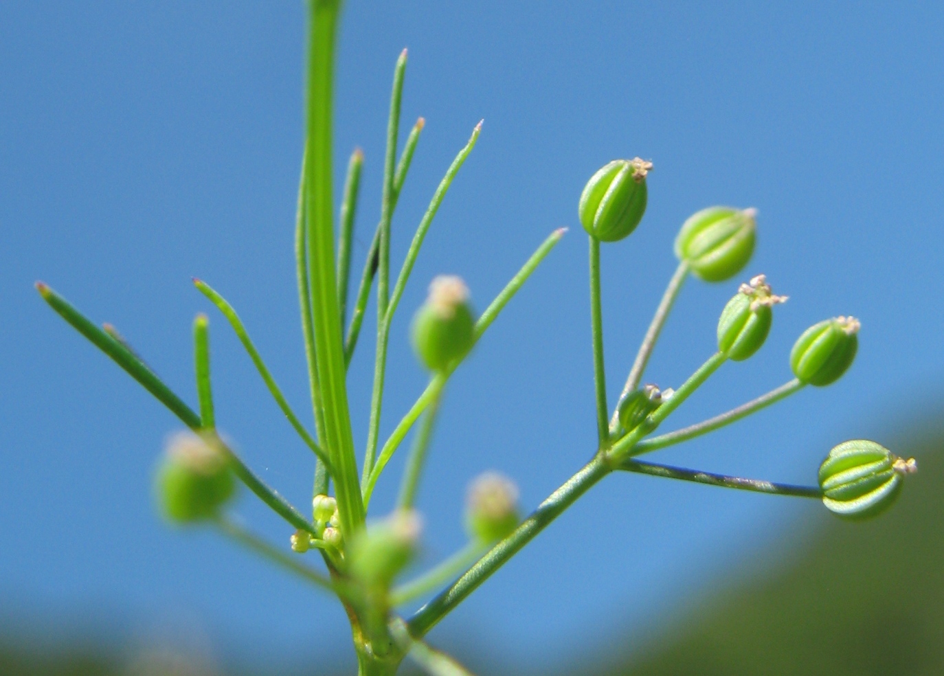 Изображение особи Cyclospermum leptophyllum.