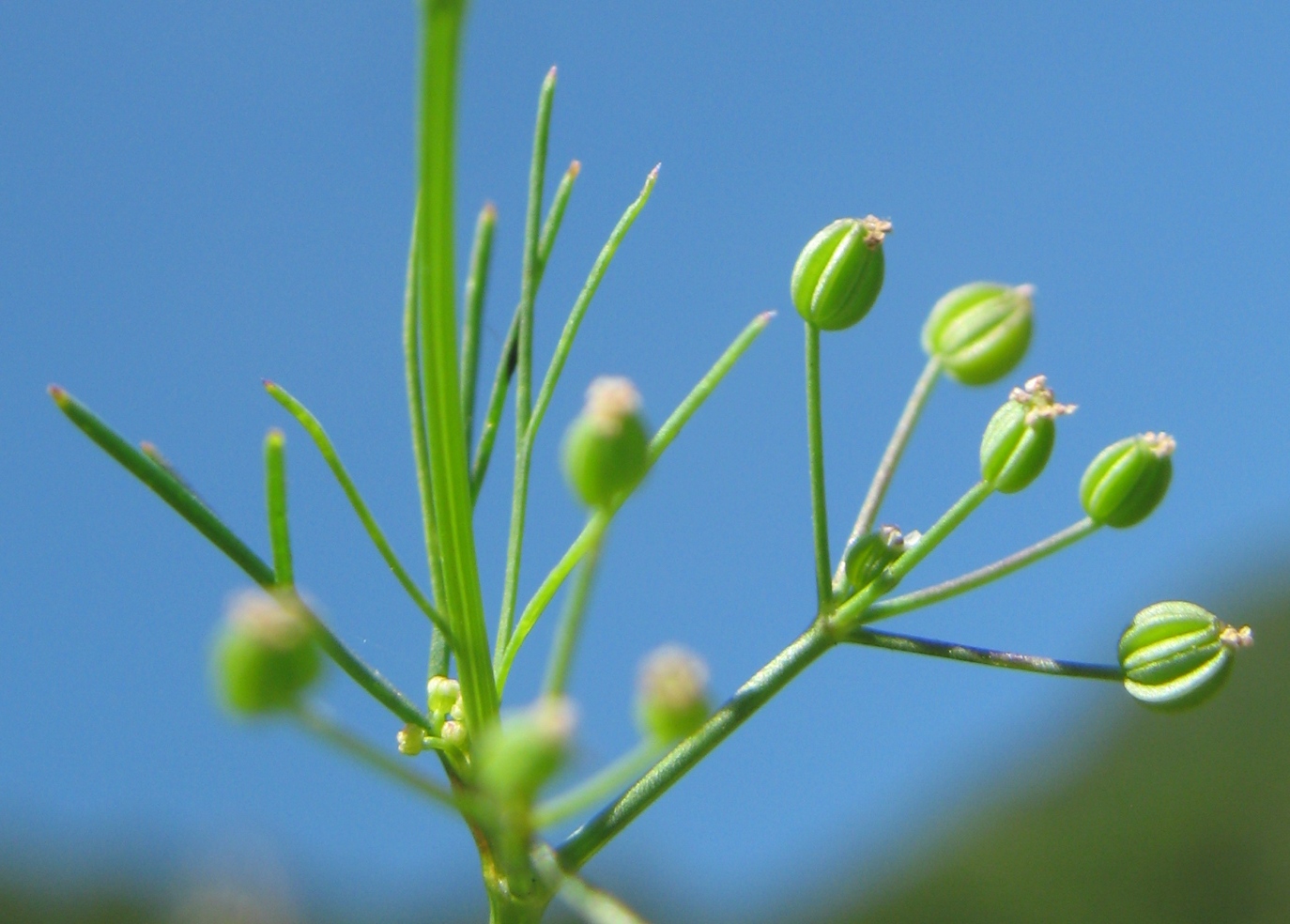 Image of Cyclospermum leptophyllum specimen.