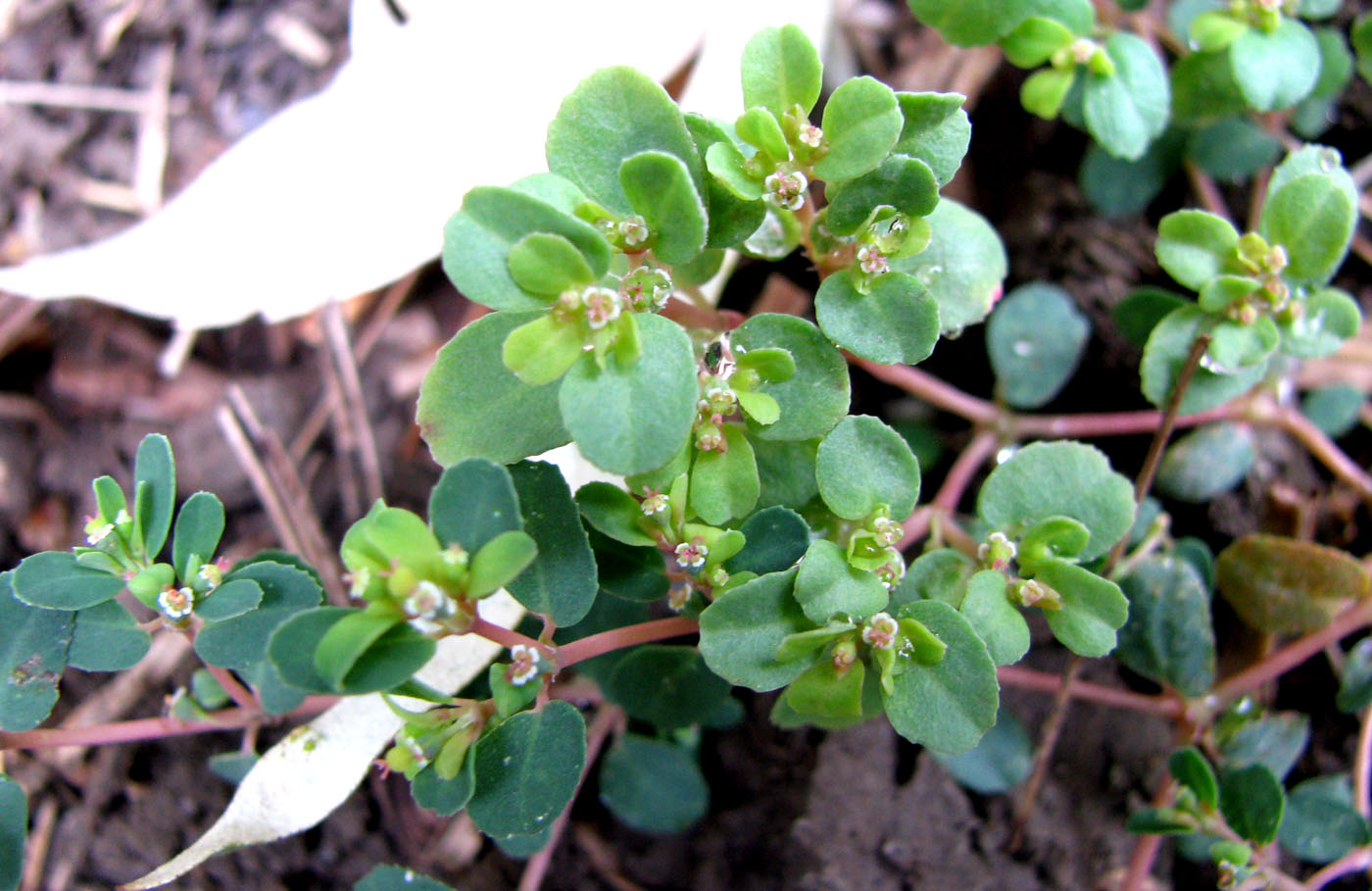 Изображение особи Euphorbia chamaesyce.