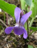 Viola ambigua