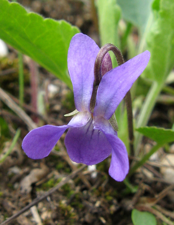 Изображение особи Viola ambigua.