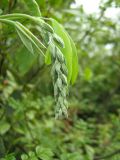 Laburnum anagyroides