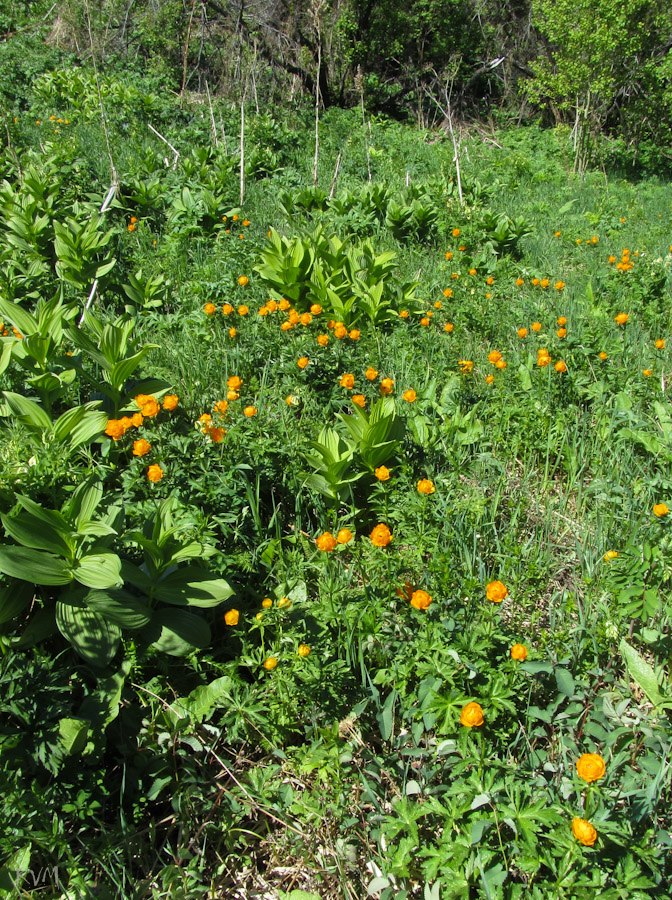 Image of Trollius asiaticus specimen.