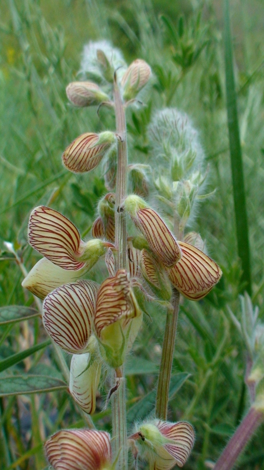 Image of Onobrychis radiata specimen.