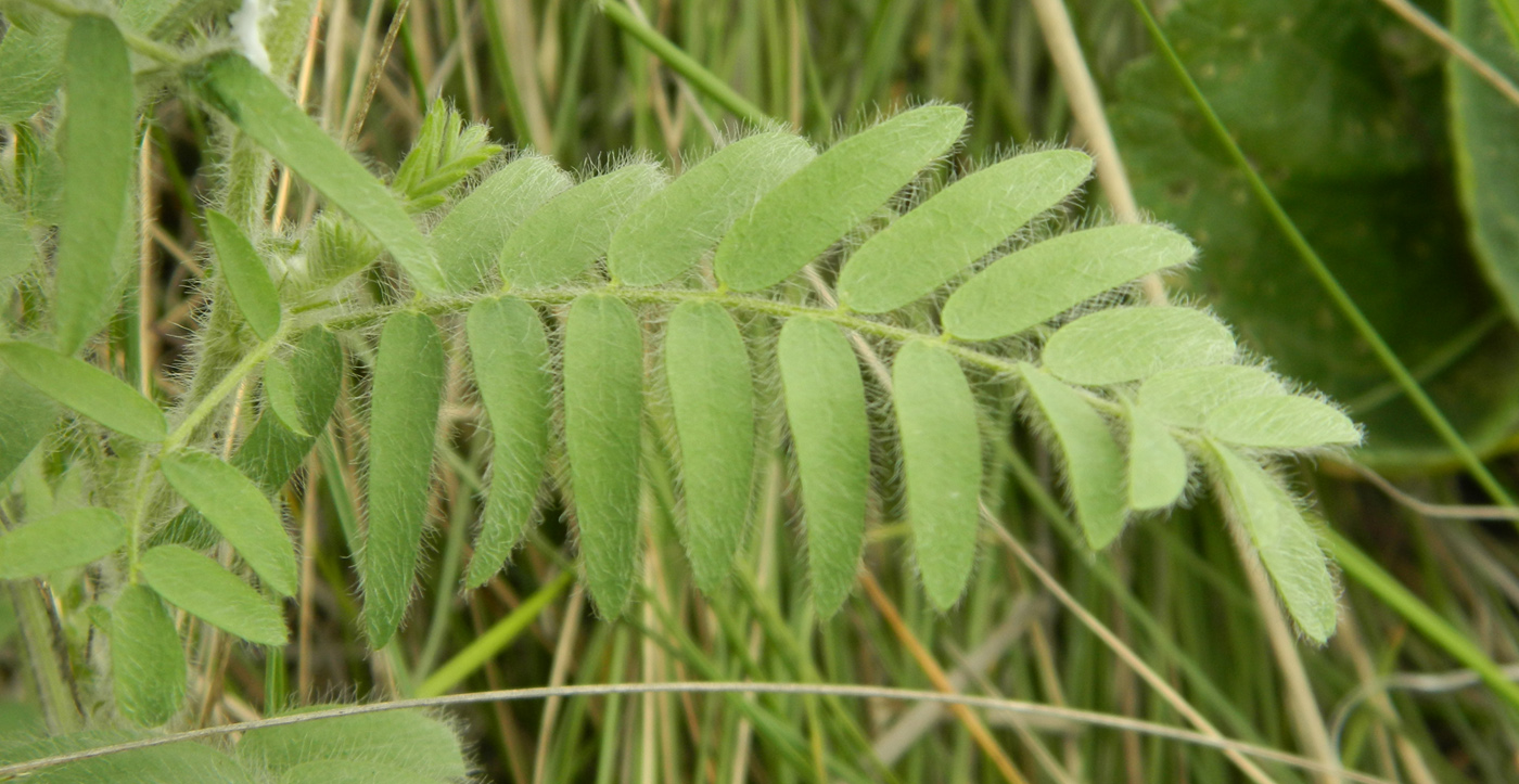 Image of Oxytropis pilosa specimen.