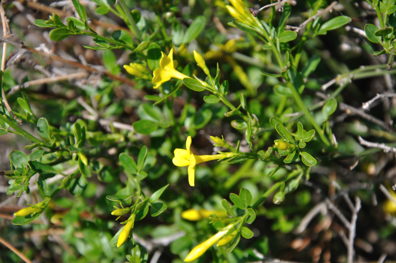 Изображение особи Jasminum fruticans.