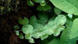 Euphorbia glaberrima