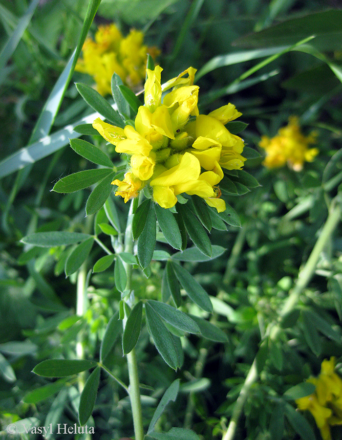 Image of Chamaecytisus austriacus specimen.