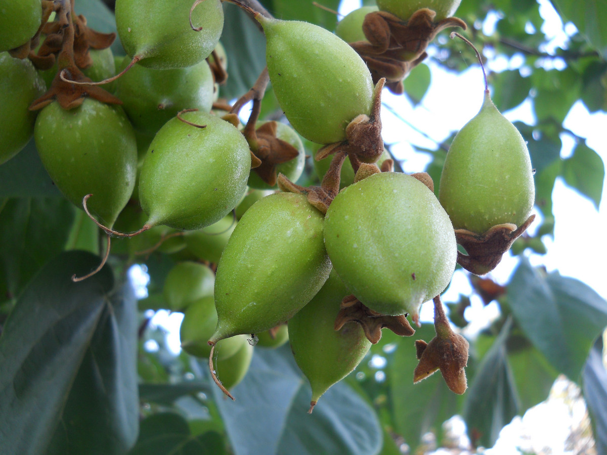 Изображение особи Paulownia tomentosa.