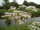 Valeriana officinalis. Соцветие. Московская обл., Лотошинский р-н, окр. дер. Савостино. 11.07.2012.