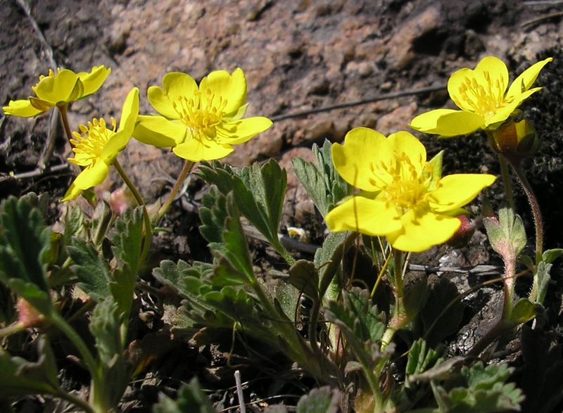 Изображение особи Potentilla incana.