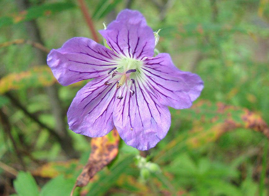 Image of Geranium wlassovianum specimen.