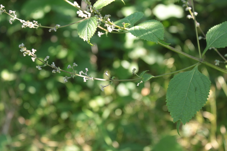 Изображение особи Isodon japonicus var. glaucocalyx.