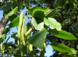 род Betula. Ветви с соплодиями. Австрия, Вена, Дворцовый парк Бурггартен. 10.09.2012.