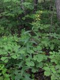 Lysimachia davurica