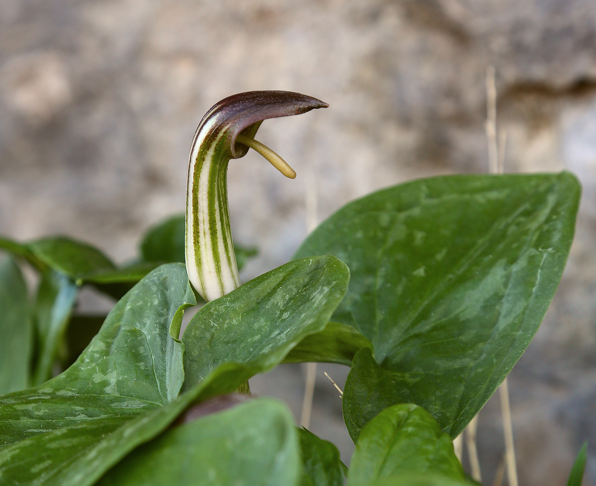 Изображение особи Arisarum vulgare.