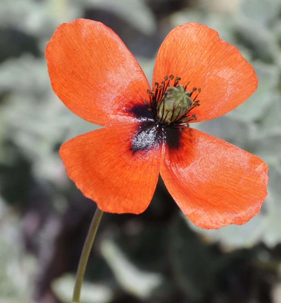 Image of Papaver laevigatum specimen.