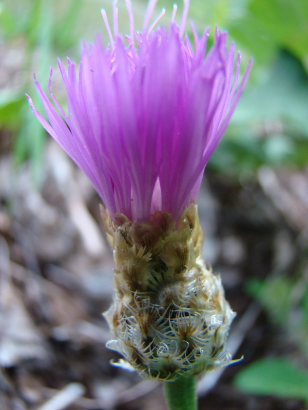 Изображение особи род Centaurea.