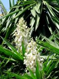 Yucca gigantea. Соцветия и листья. Испания, Каталония, г. Барселона, сквер у Храма Святого Семейства. 23.06.2012.