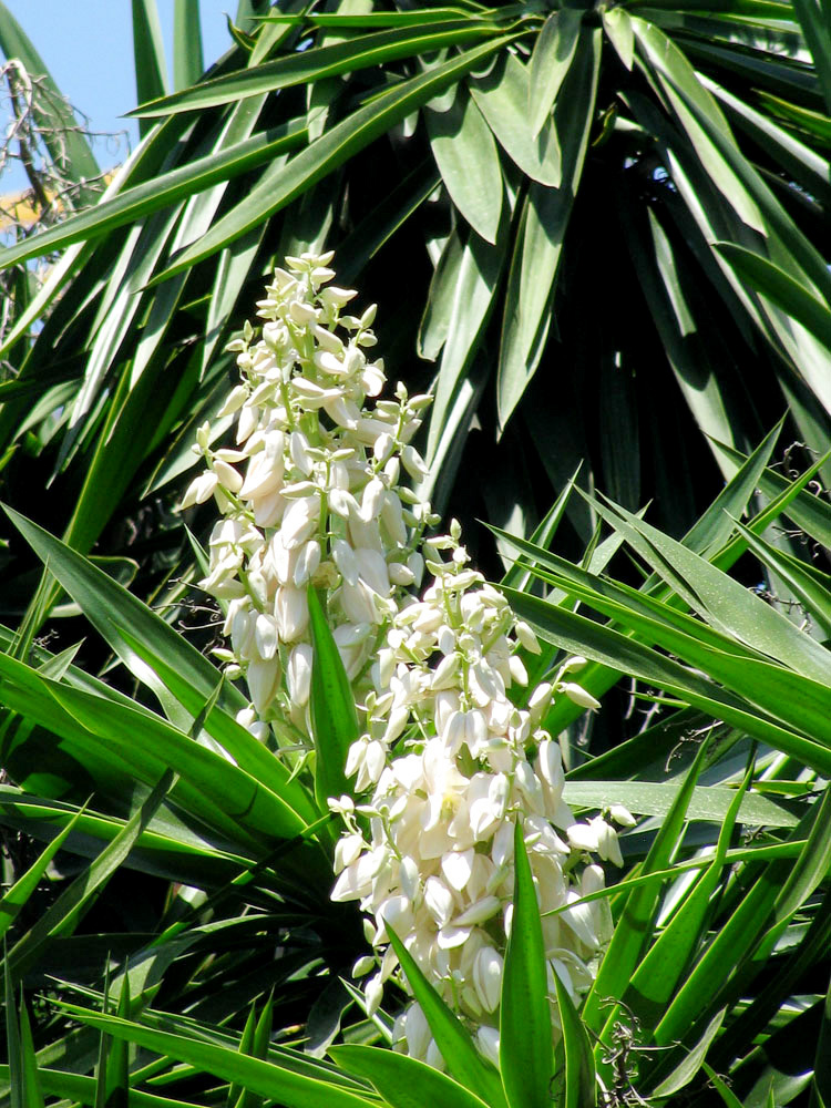 Изображение особи Yucca gigantea.