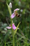 Ophrys apifera. Соцветие. Испания, Страна Басков, Алаба, окр. сельского поселения Гопеги, просёлочная дорога в можжевелово-дубовом редколесье. 08.06.2012.