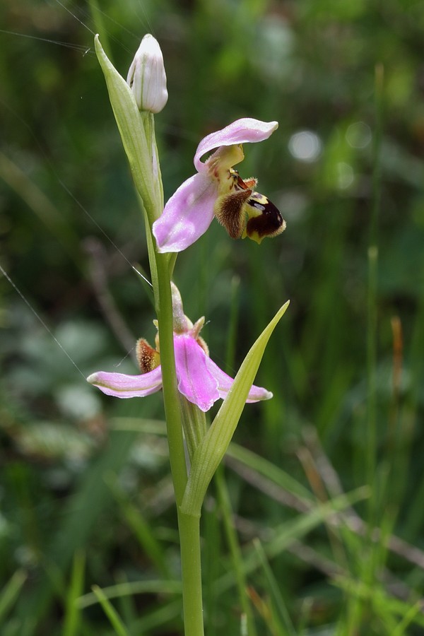 Изображение особи Ophrys apifera.