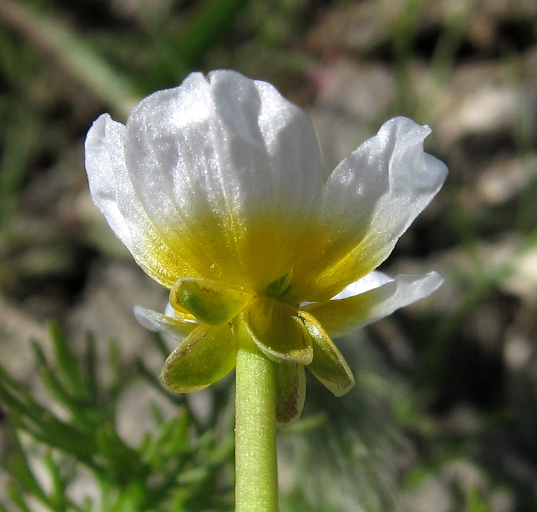 Изображение особи Ranunculus baudotii.