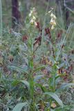 Digitalis grandiflora