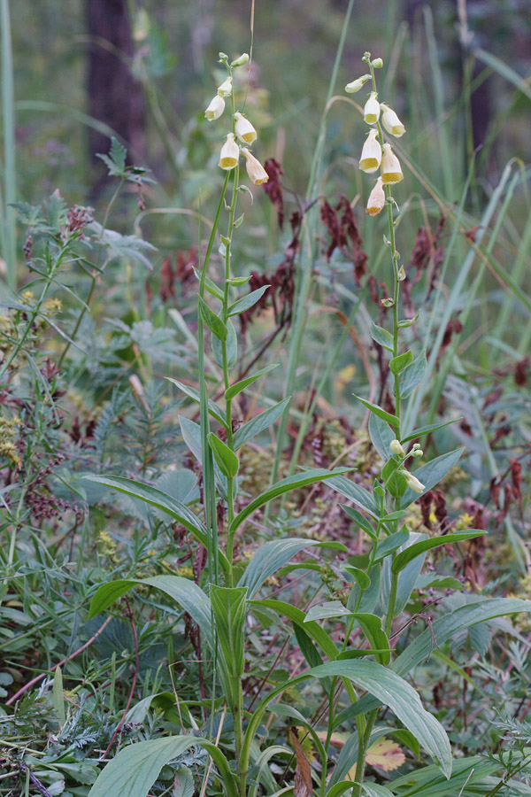 Изображение особи Digitalis grandiflora.
