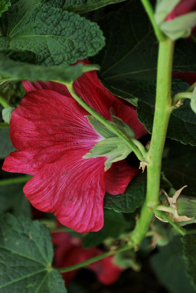 Image of Alcea rosea specimen.