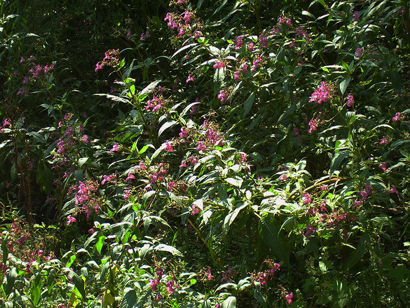 Image of Impatiens glandulifera specimen.