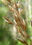 Trisetum sibiricum