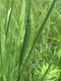 Agropyron pectinatum. Соцветие, выходящее из листового влагалища. Украина, г. Запорожье, пос. Солнечный, балка. 18.05.2011.