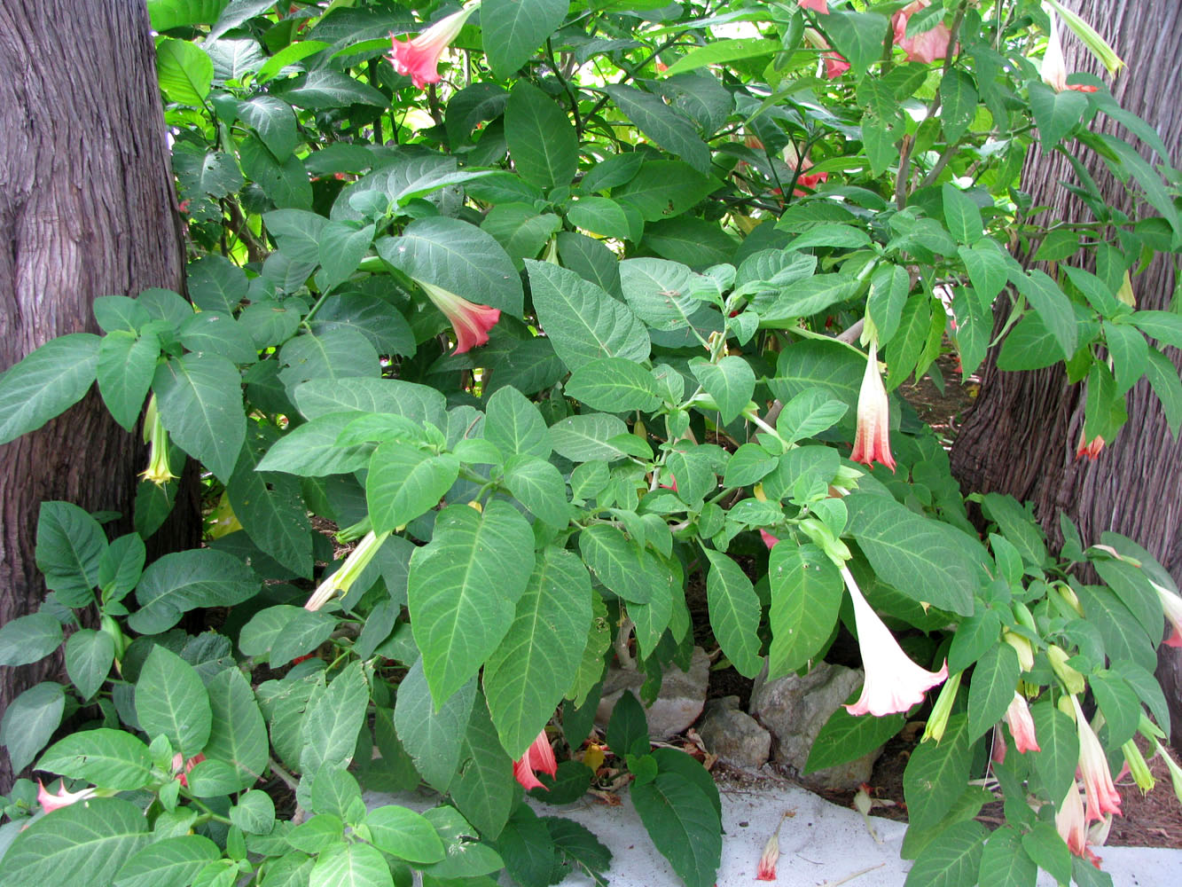 Изображение особи Brugmansia &times; insignis.