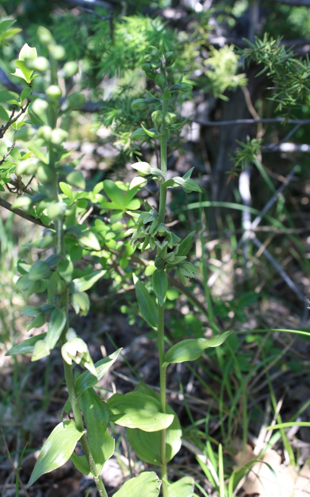 Изображение особи Epipactis condensata.