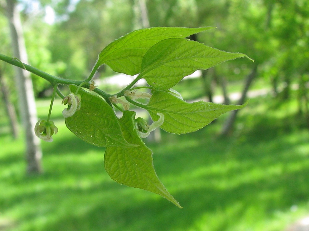 Изображение особи Celtis occidentalis.