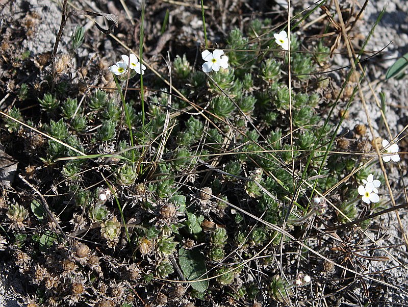 Image of Androsace koso-poljanskii specimen.