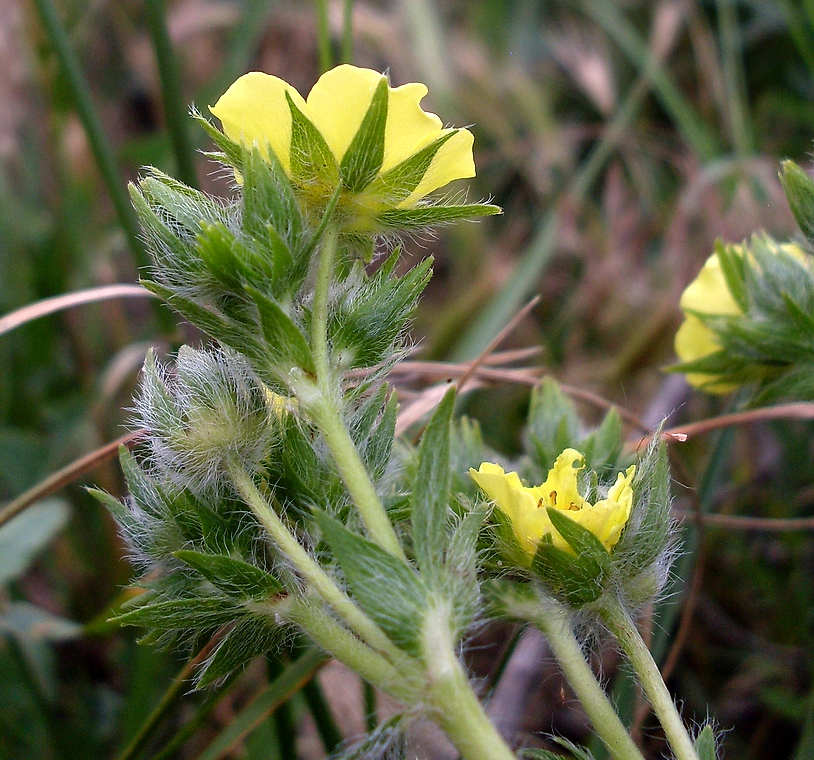 Изображение особи род Potentilla.