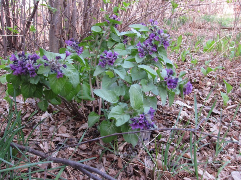 Изображение особи Physochlaina physaloides.