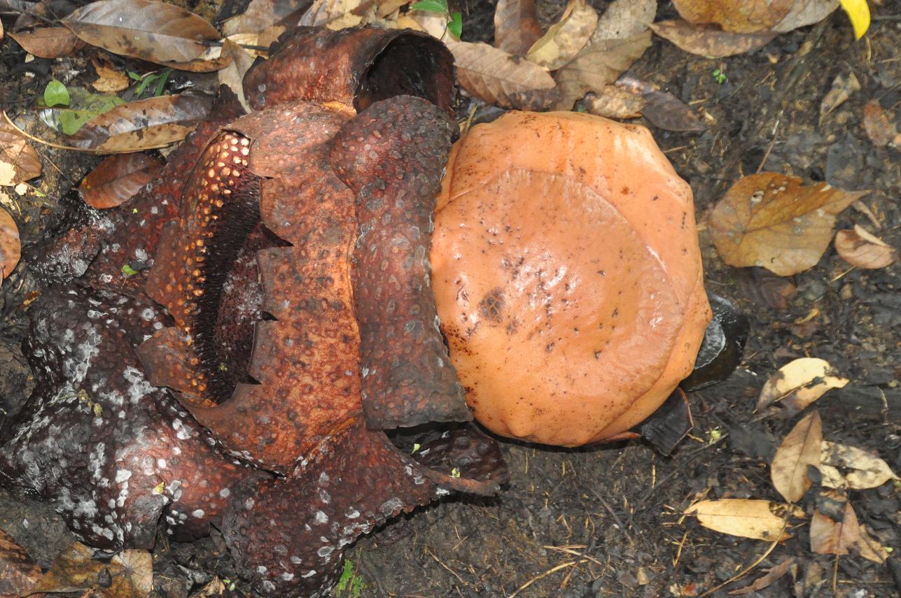 Изображение особи Rafflesia arnoldi.