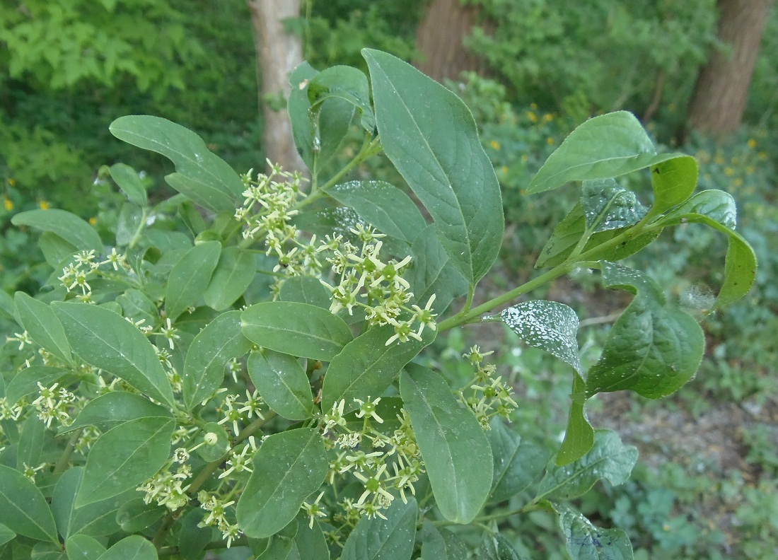 Изображение особи Euonymus europaeus.