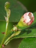 Cotoneaster lucidus