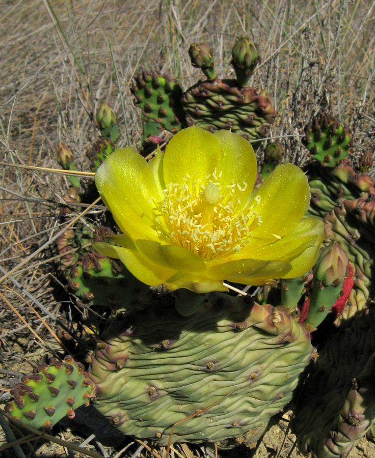 Image of Opuntia humifusa specimen.