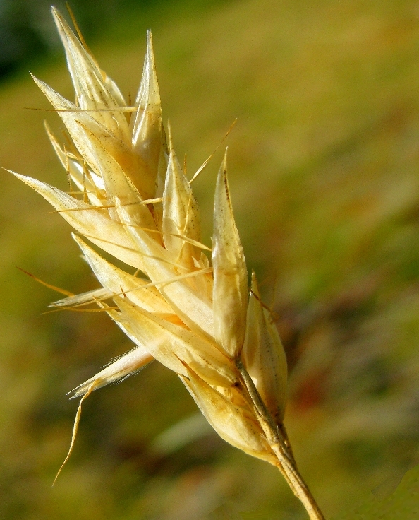 Image of Danthonia riabuschinskii specimen.