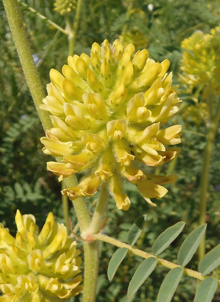 Image of Astragalus ponticus specimen.