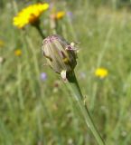 Hypochaeris radicata